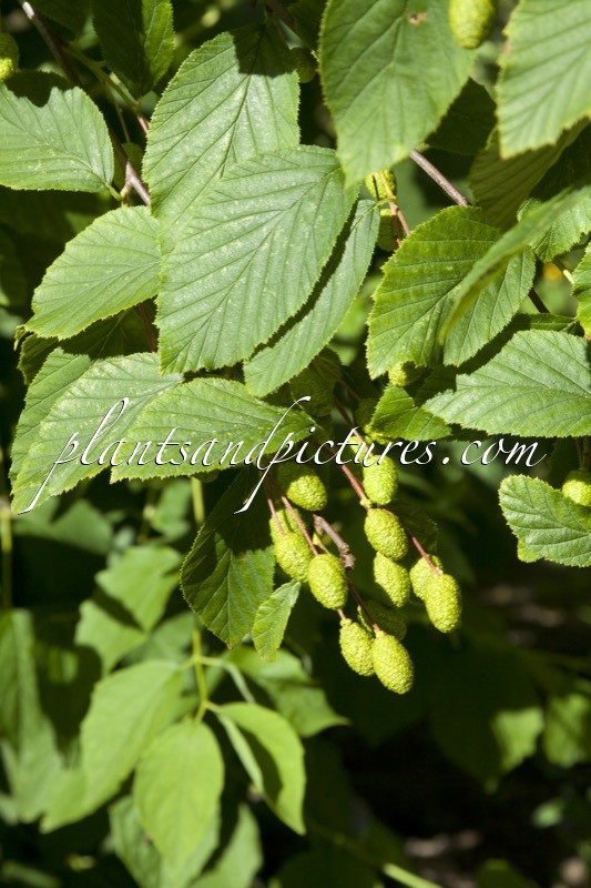 Alnus alnobetula subsp. sinuata