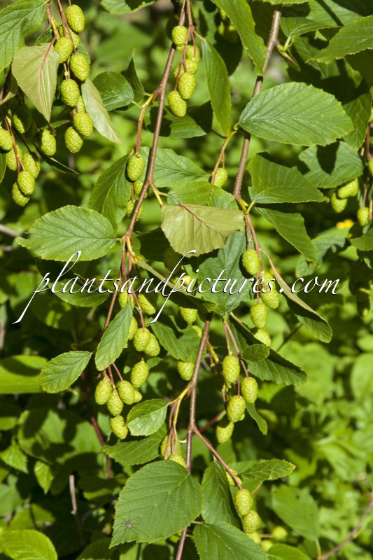 Alnus alnobetula subsp. sinuata