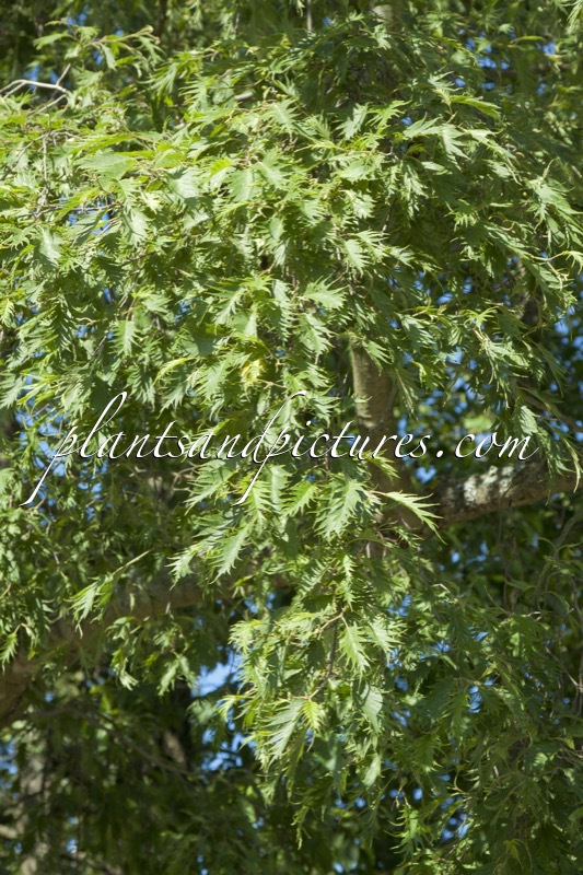 Alnus incana ‘Laciniata’