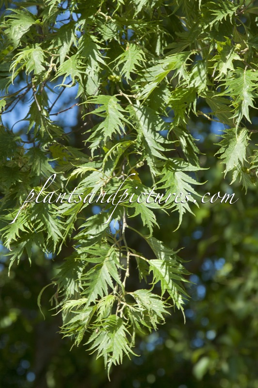 Alnus incana ‘Laciniata’