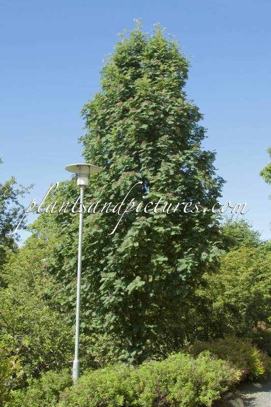 Sorbus aucuparia ‘Fastigiata’