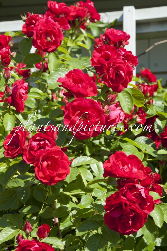 Rosa ‘Korflata’ (FLAMMENTANZ)