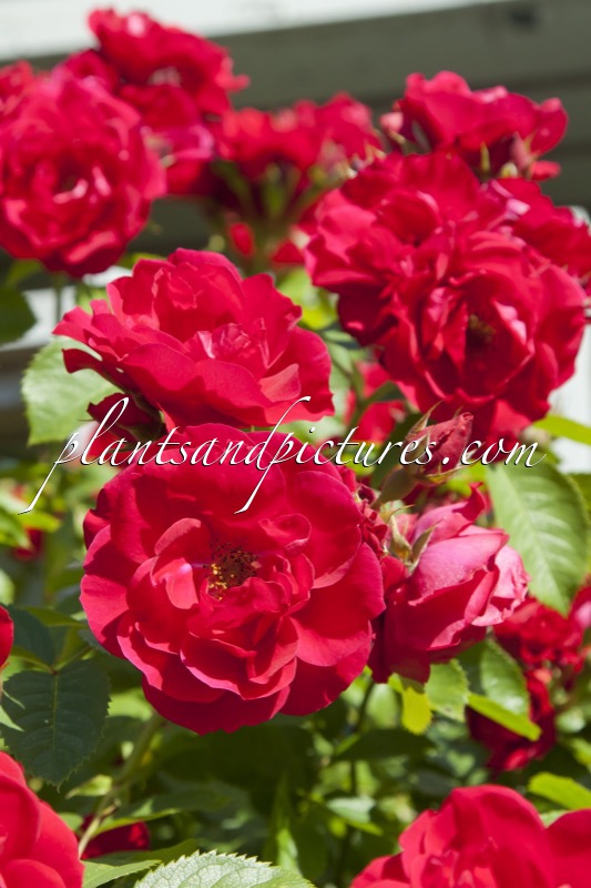 Rosa ‘Korflata’ (FLAMMENTANZ)