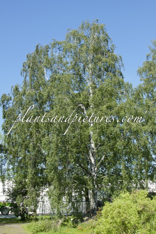 Betula pendula f. lobulata