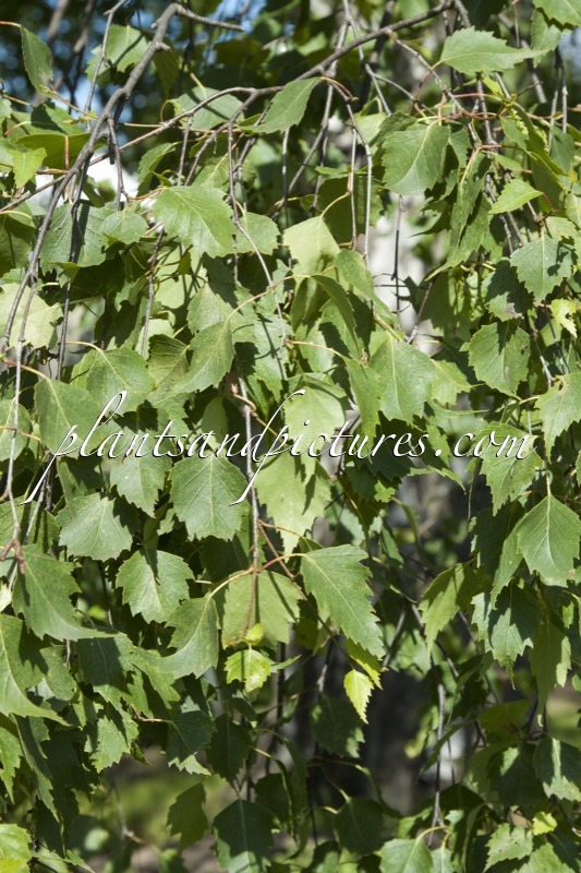 Betula pendula f. lobulata