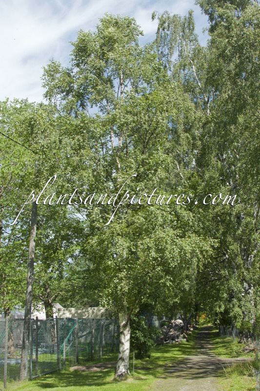 Betula pubescens subsp. czerepanovii