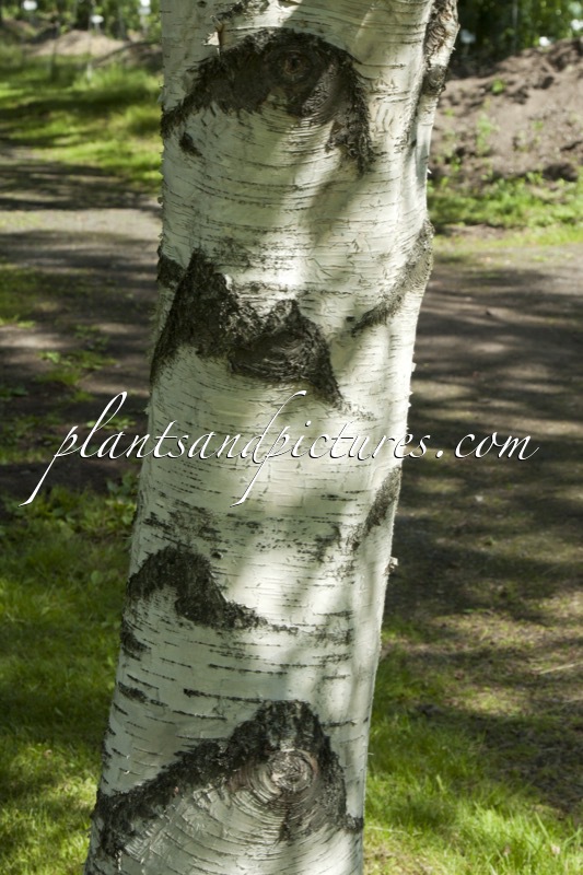 Betula pubescens subsp. czerepanovii