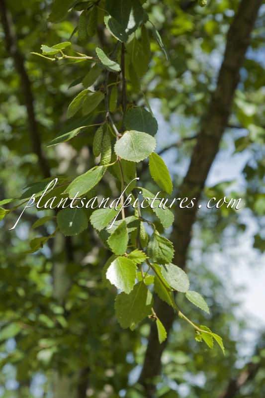 Betula pubescens subsp. czerepanovii