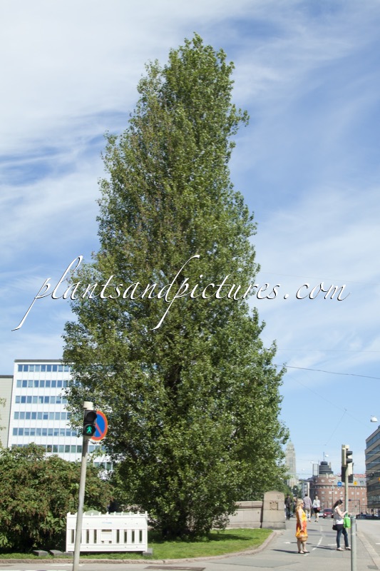 Populus simonii ‘Fastigiata’