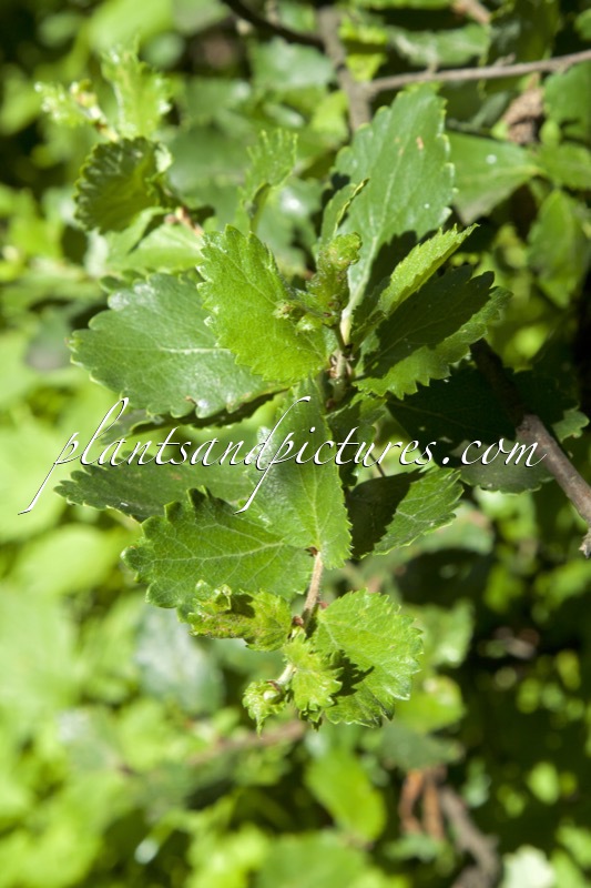 Betula pumila