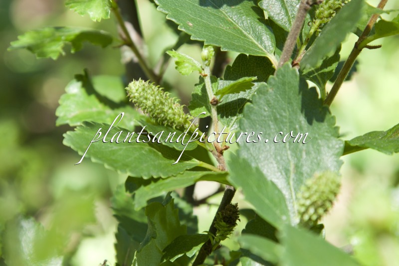 Betula pumila