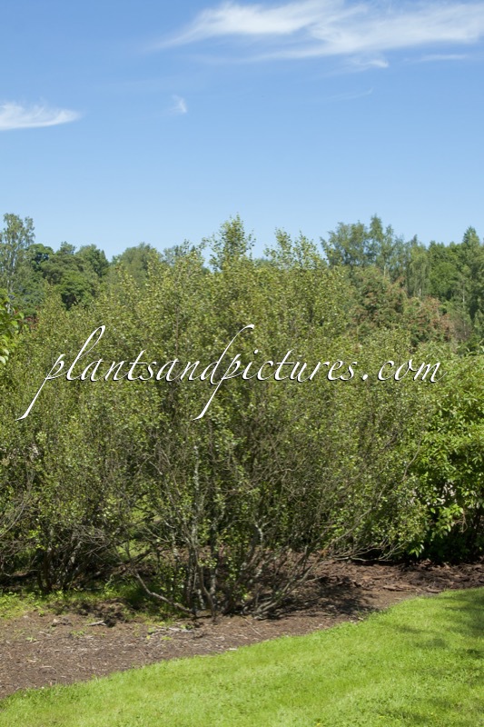 Betula glandulosa