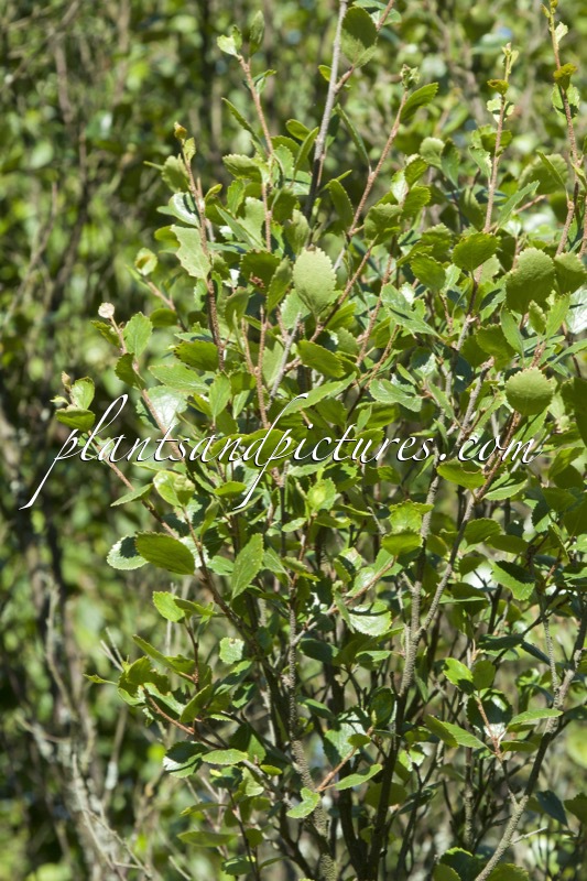 Betula glandulosa