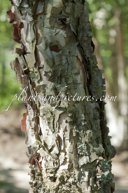 Betula davurica
