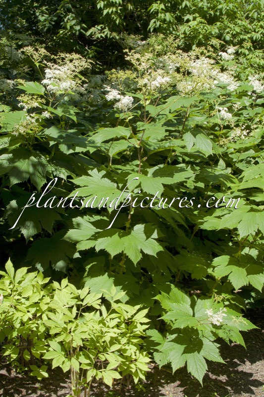 Filipendula kamtschatica