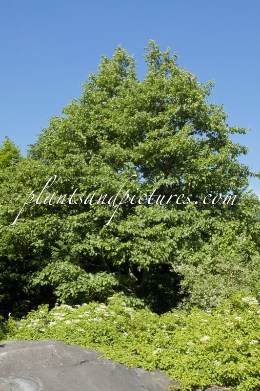 Alnus hirsuta