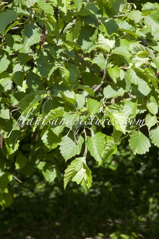 Alnus hirsuta