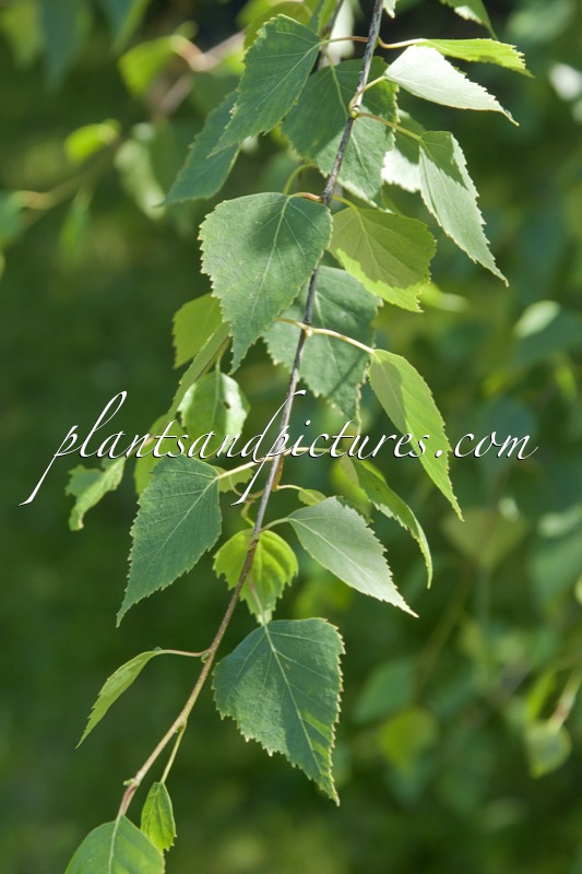 Betula fruticosa