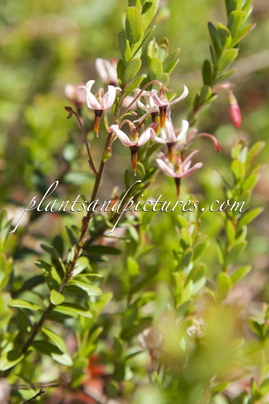 Vaccinium macrocarpon ‘Pilgrim’