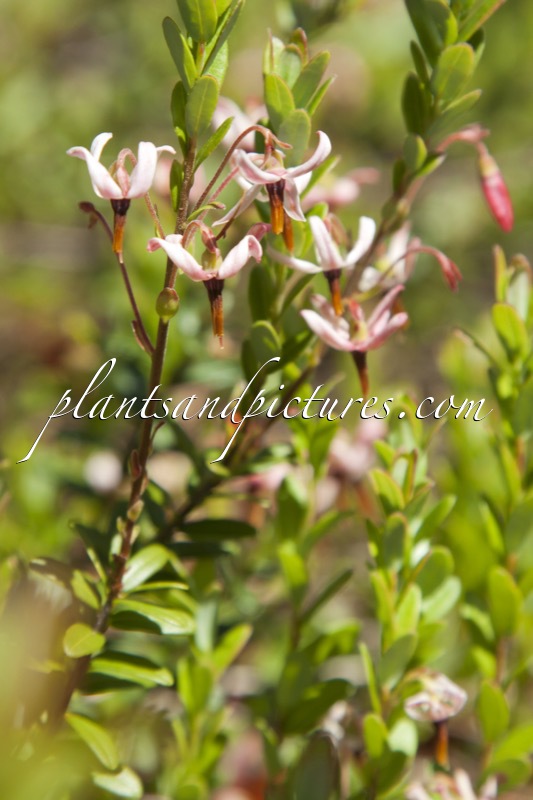Vaccinium macrocarpon ‘Pilgrim’