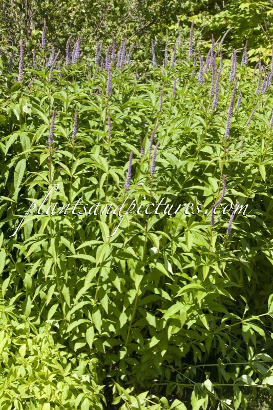 Veronicastrum sibiricum