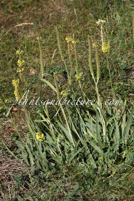 Plantago maritima