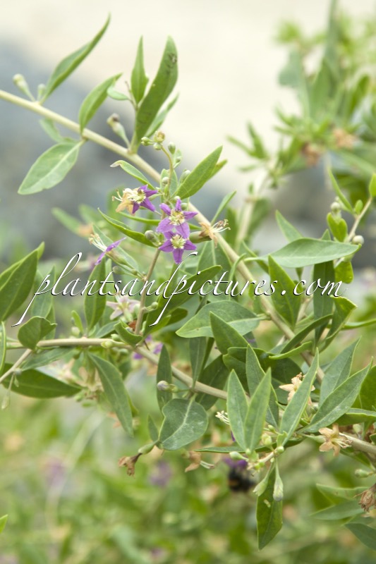 Lycium barbarum