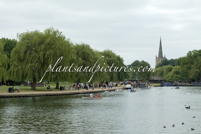 Salix sepulcralis ‘Chrysocoma’