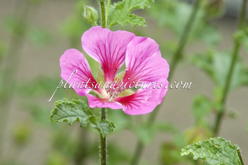 Anisodontea ‘Brivingt’ (CORALIE)