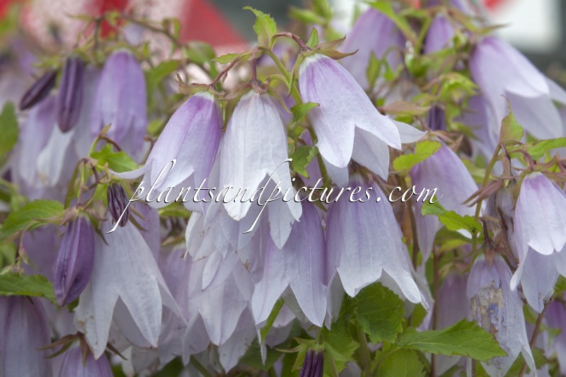 Campanula ‘Iribella’ (IRIDESCENT BELLS)