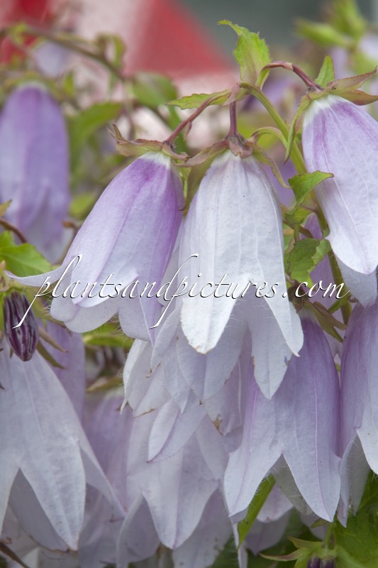 Campanula ‘Iribella’ (IRIDESCENT BELLS)