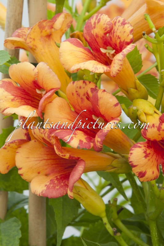 Campsis tagliabuana ‘Tracamp’ (ORANGEADE)