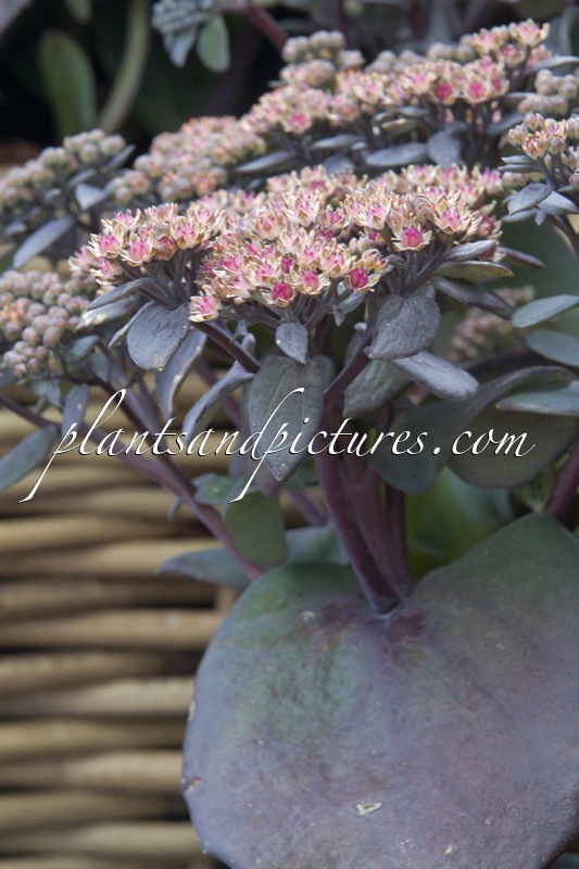 Sedum ‘Blue Pearl’ (SUNSPARKLER)