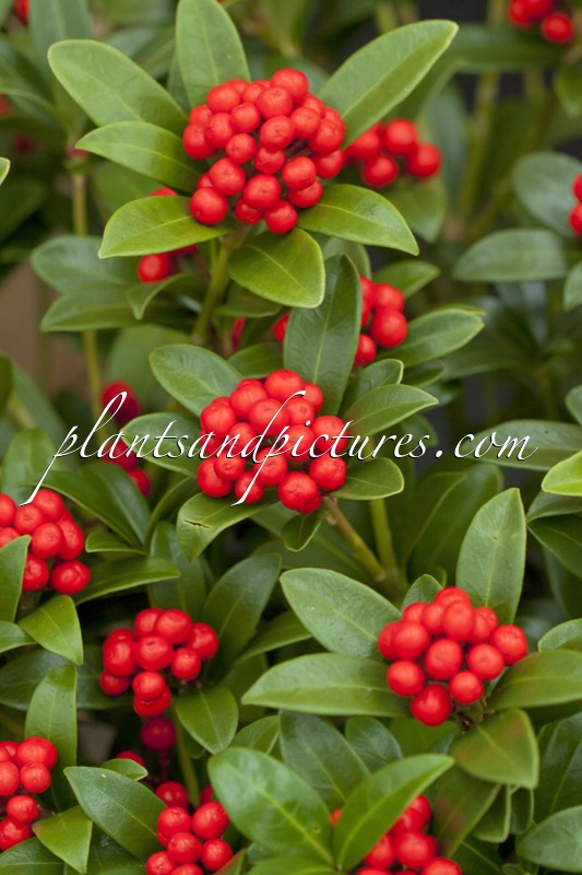 Skimmia japonica ‘Moerings 6’ (BERRY BEE)