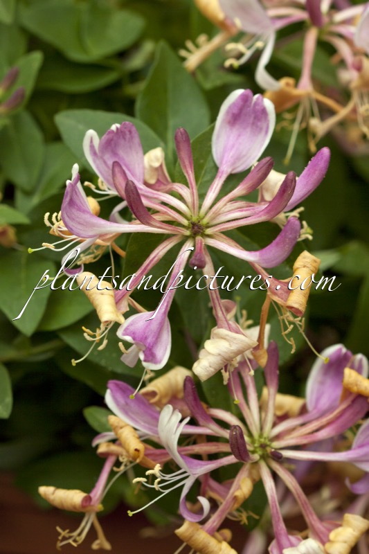 Lonicera periclymenum ‘Inov205’ (CHIC & CHOC)
