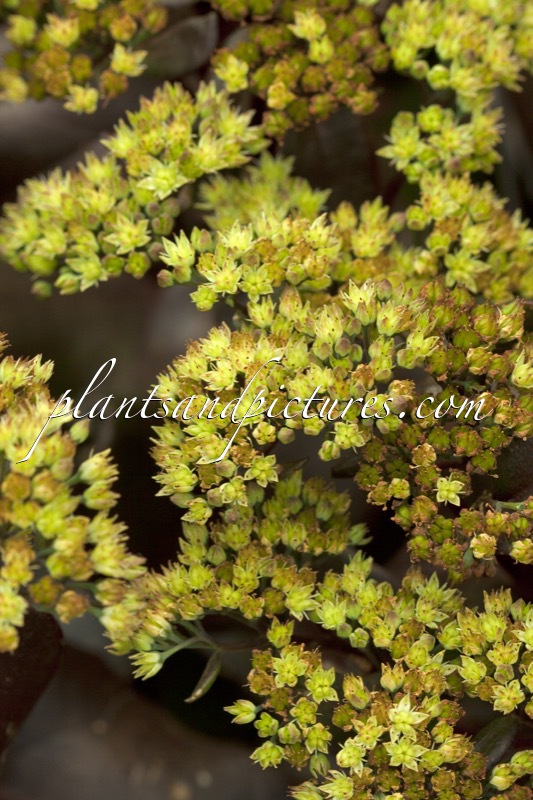 Sedum ‘Touchdown Flame’