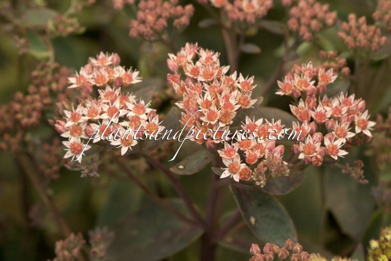 Sedum ‘Touchdown Breeze’