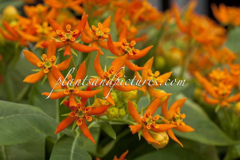 Asclepias ‘Beatrix’