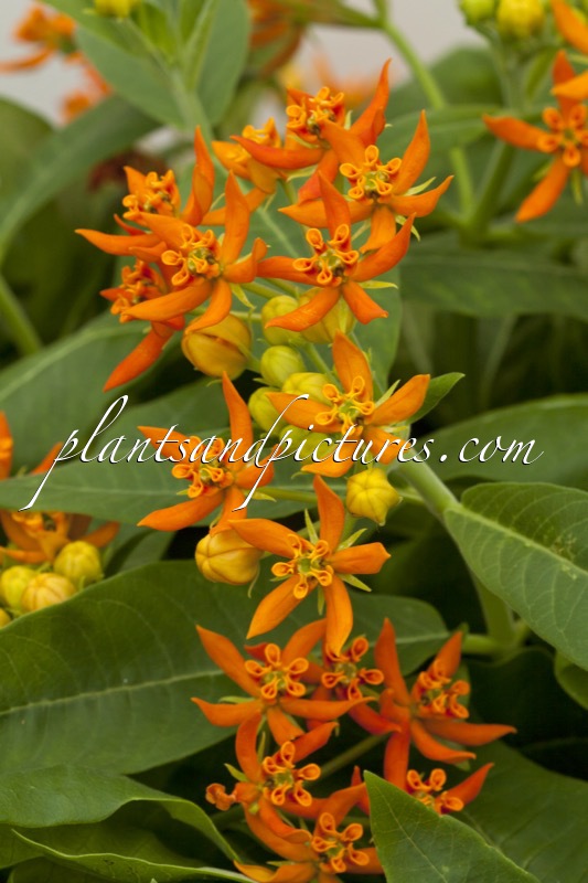 Asclepias ‘Beatrix’