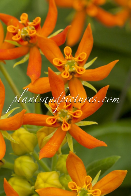 Asclepias ‘Beatrix’