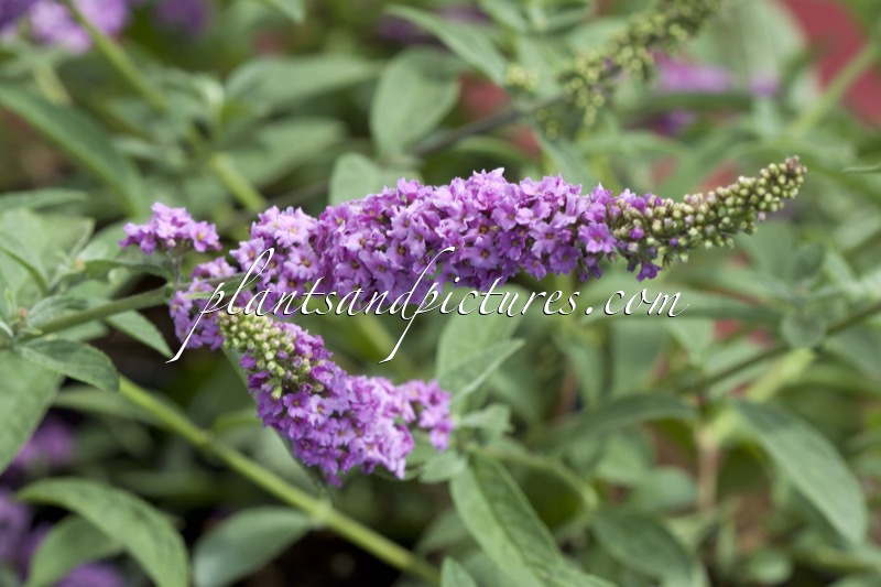 Buddleja ‘Pink Micro Chip’ (PINK CHIP)