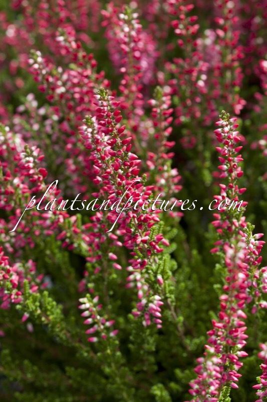 Calluna vulgaris ‘Silvia’ (BEAUTY LADIES SILVIA)