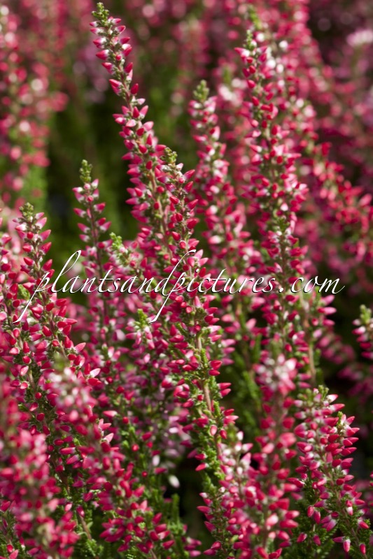Calluna vulgaris ‘Silvia’ (BEAUTY LADIES SILVIA)