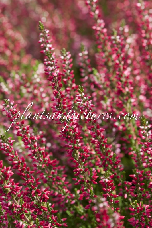 Calluna vulgaris ‘Silvia’ (BEAUTY LADIES SILVIA)