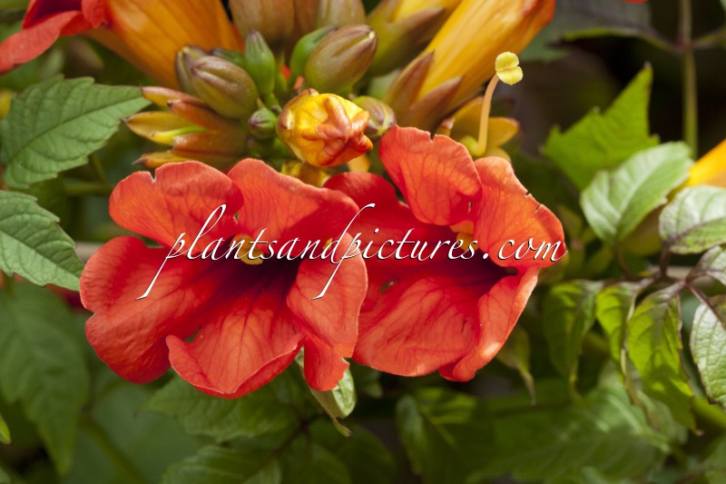 Campsis tagliabuana ‘Takarazuka Fresa’ (SUMMER JAZZ FIRE)