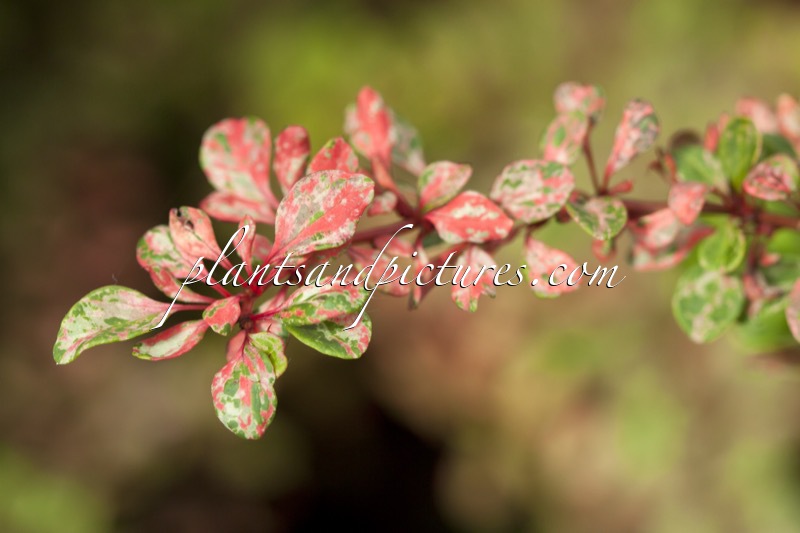 Berberis thunbergii ‘ Natasza’