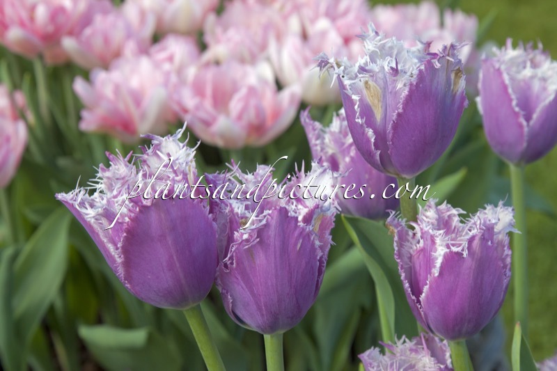 Tulipa ‘Cummins’