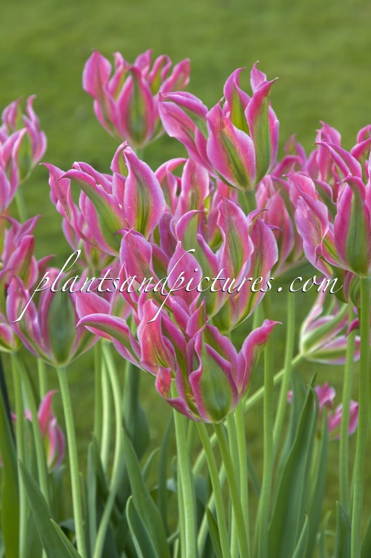 Tulipa ‘Virichic’