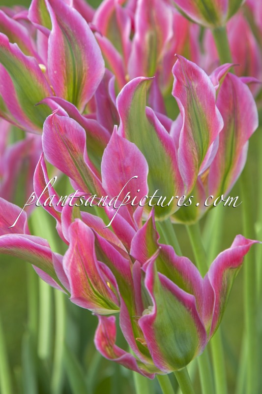 Tulipa ‘Virichic’