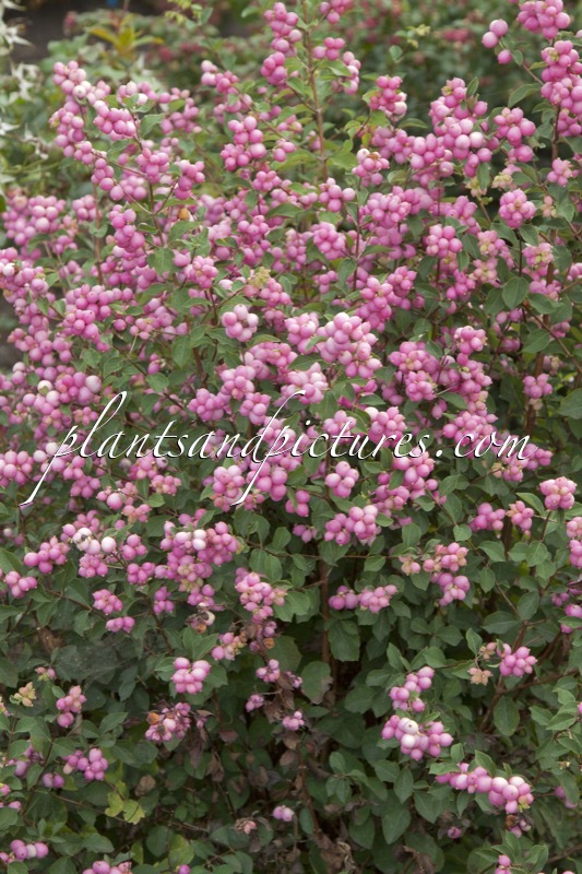 Symphoricarpos ‘Kolmaswet’ (MAGICAL SWEET)